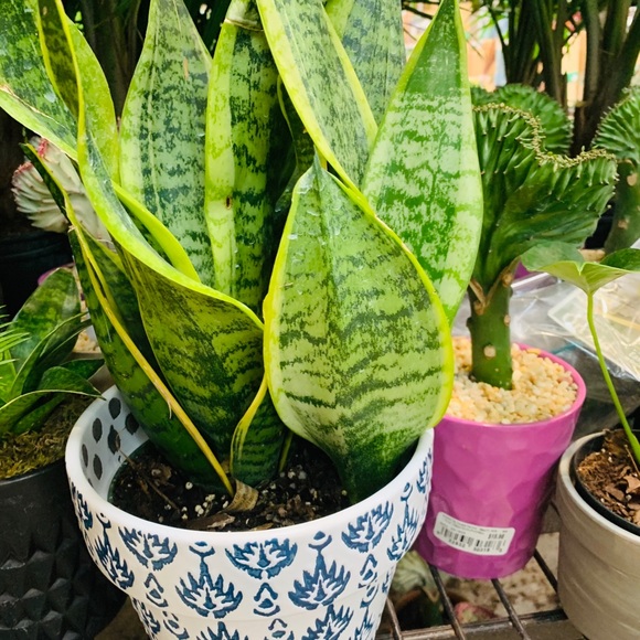 Other - Special Air purifier mother-in-law tongue Plant